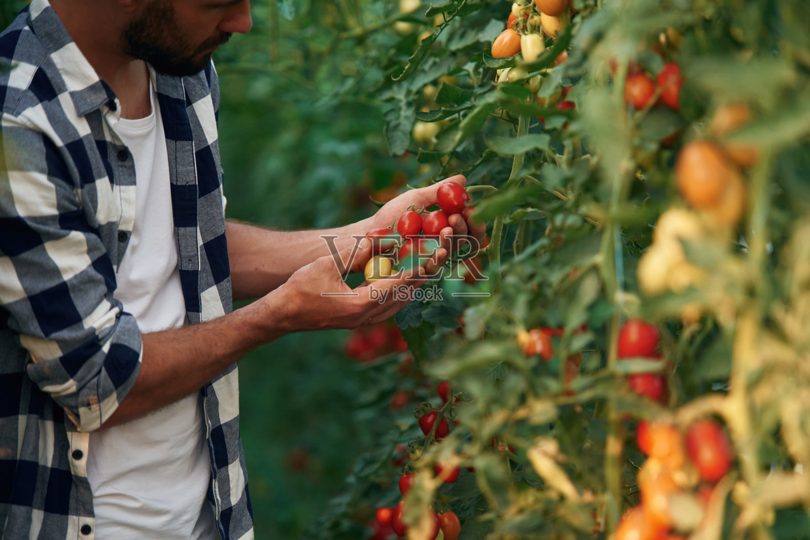 许多新鲜的西红柿。漂亮的年轻人在花园里照片摄影图片