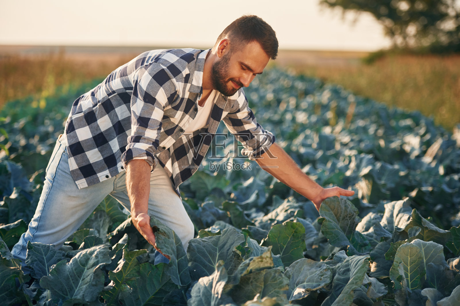 卷心菜正在长大。人是在农业的田野上，构思劳动和收获的照片摄影图片