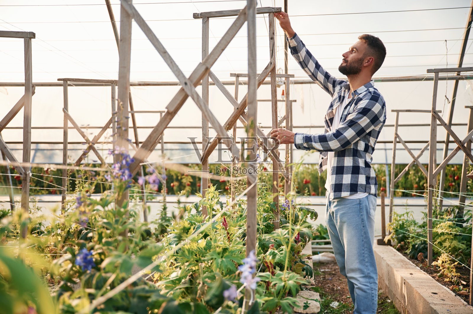 年轻的园丁在温室里照片摄影图片