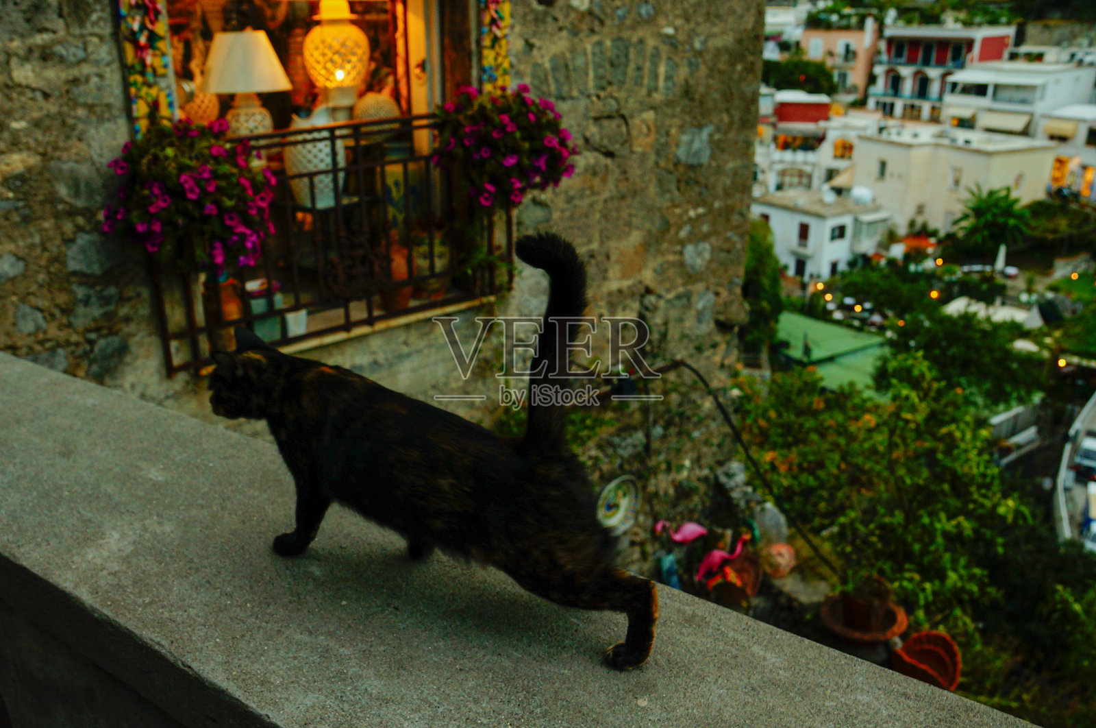 伸展黑猫照片摄影图片