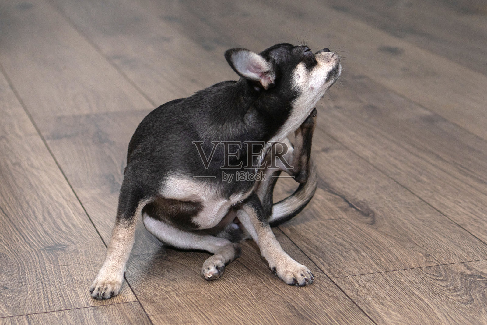 可爱的黑色吉娃娃小狗坐在家里的地板上发痒。跳蚤、虱子。兽医的概念照片摄影图片