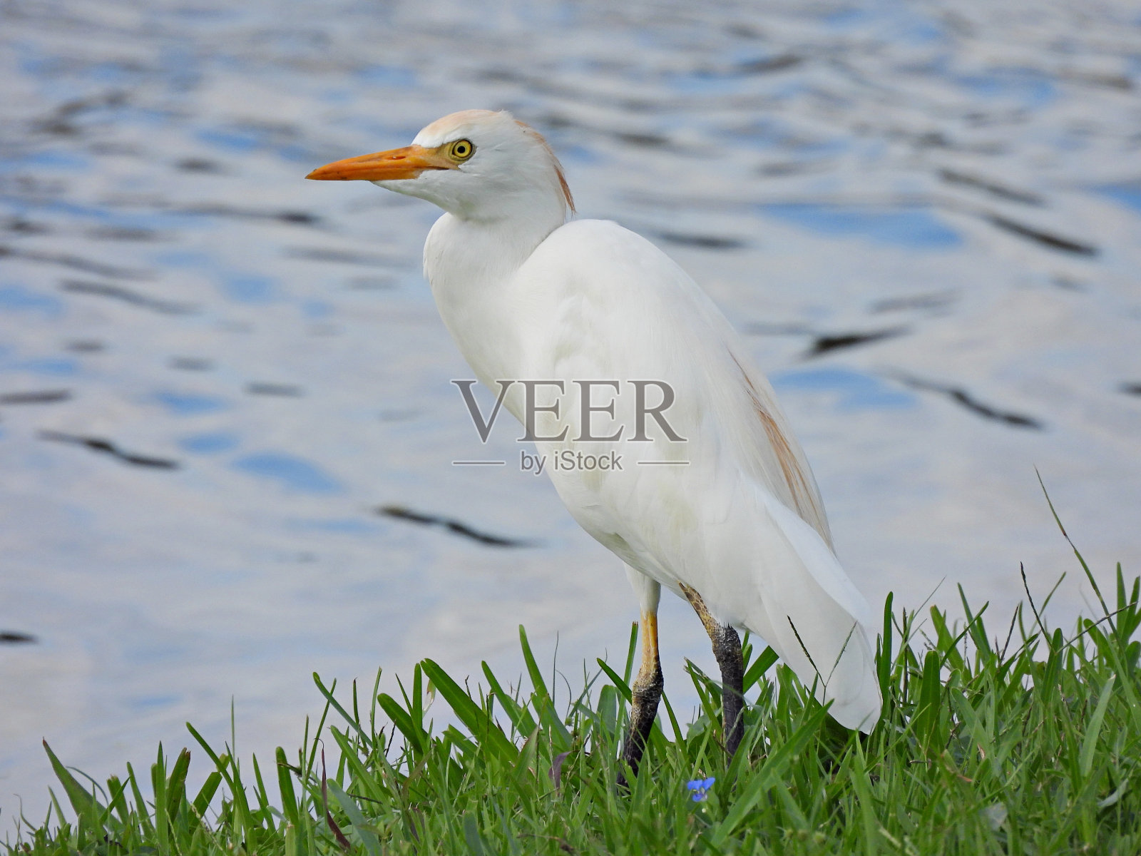 牛白鹭(Bubulcus ibis) -在水边休息照片摄影图片