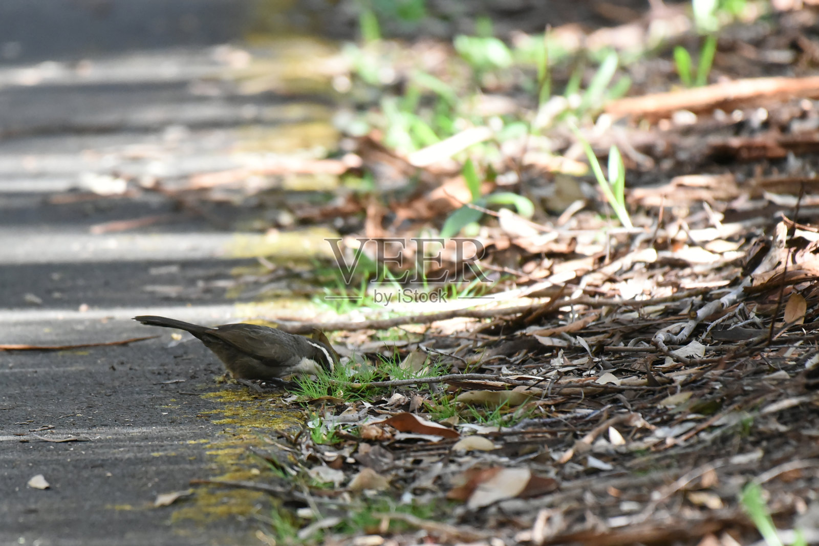 白眉鹦鹉(Pomatostomus superciliosus)大部分时间都在地上的落叶堆里觅食照片摄影图片