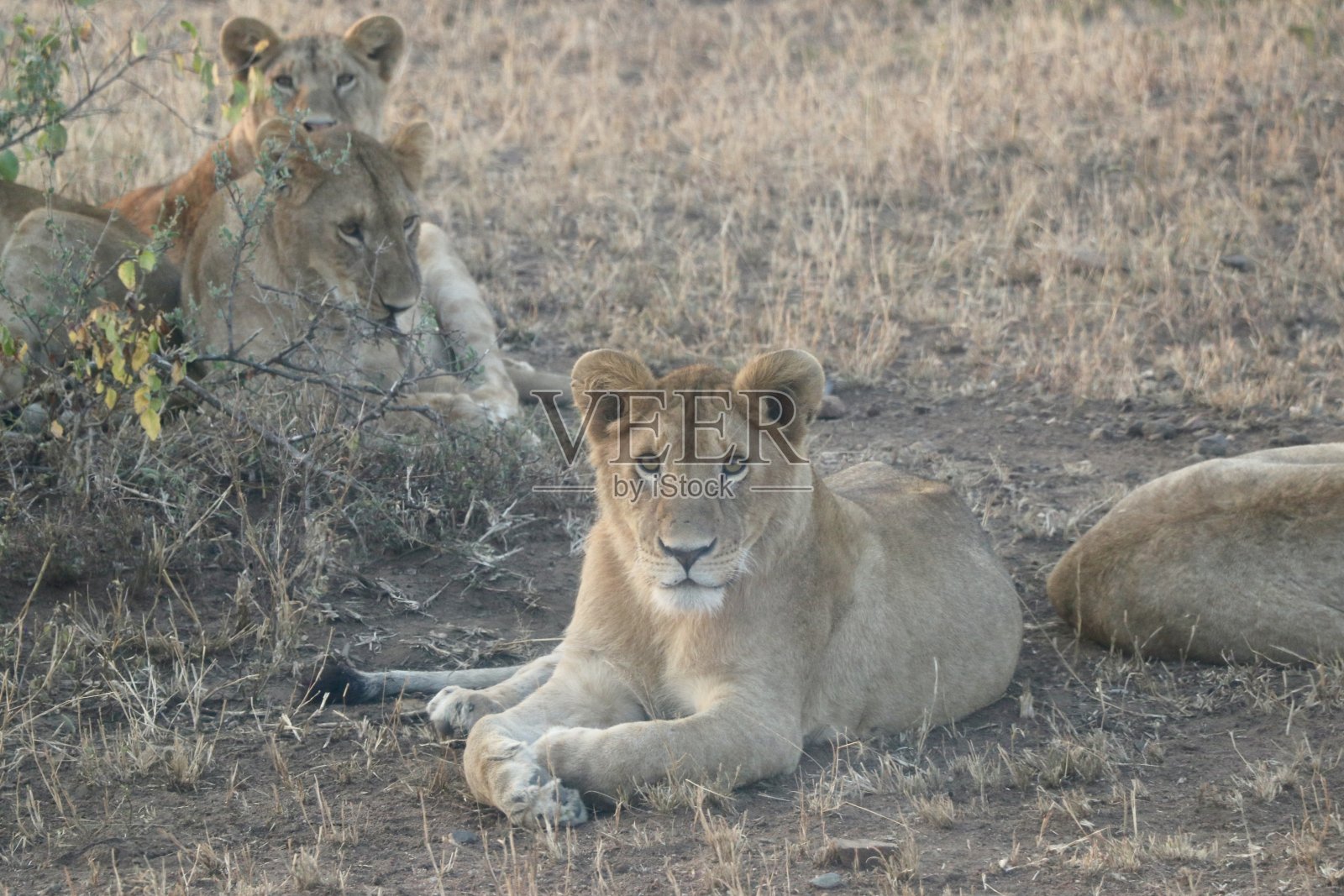狮群-坦桑尼亚照片摄影图片