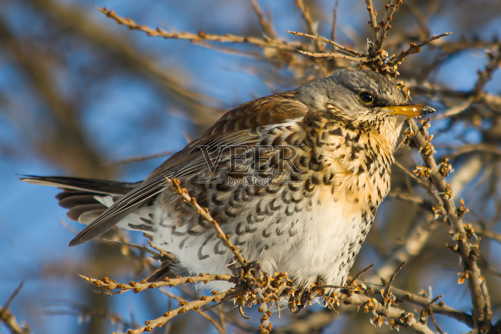 一只胖乎乎的田野动物停在树枝上照片摄影图片