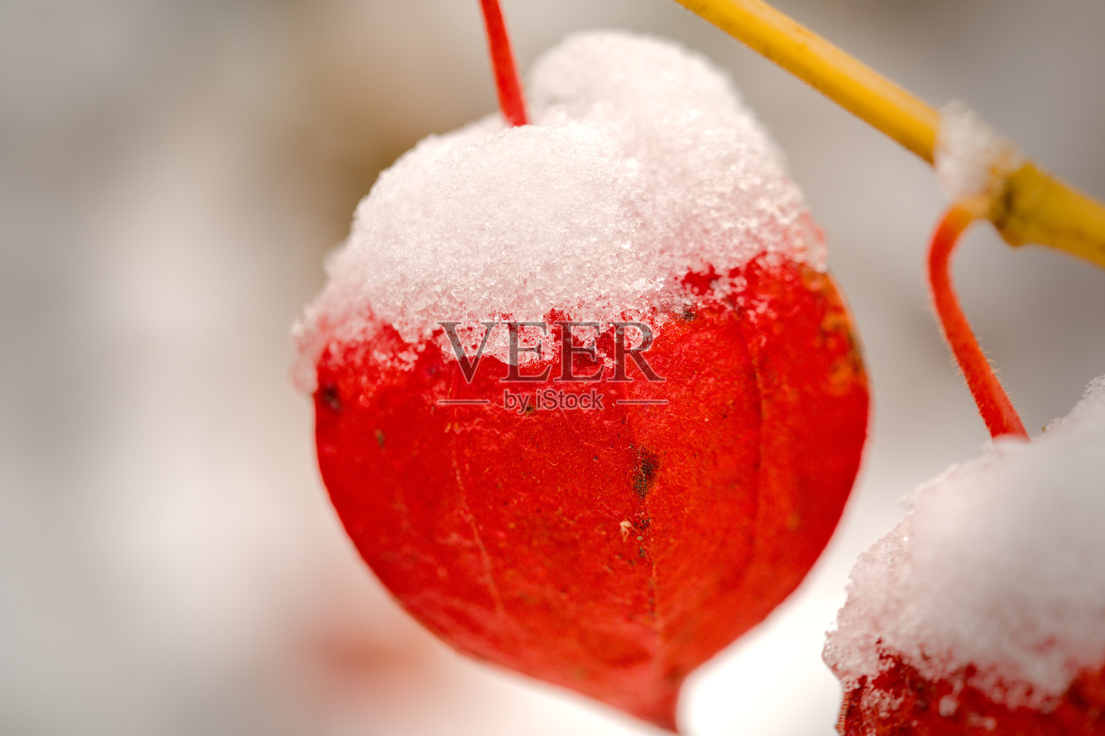 一种冬天有雪的干橘色physalis照片摄影图片