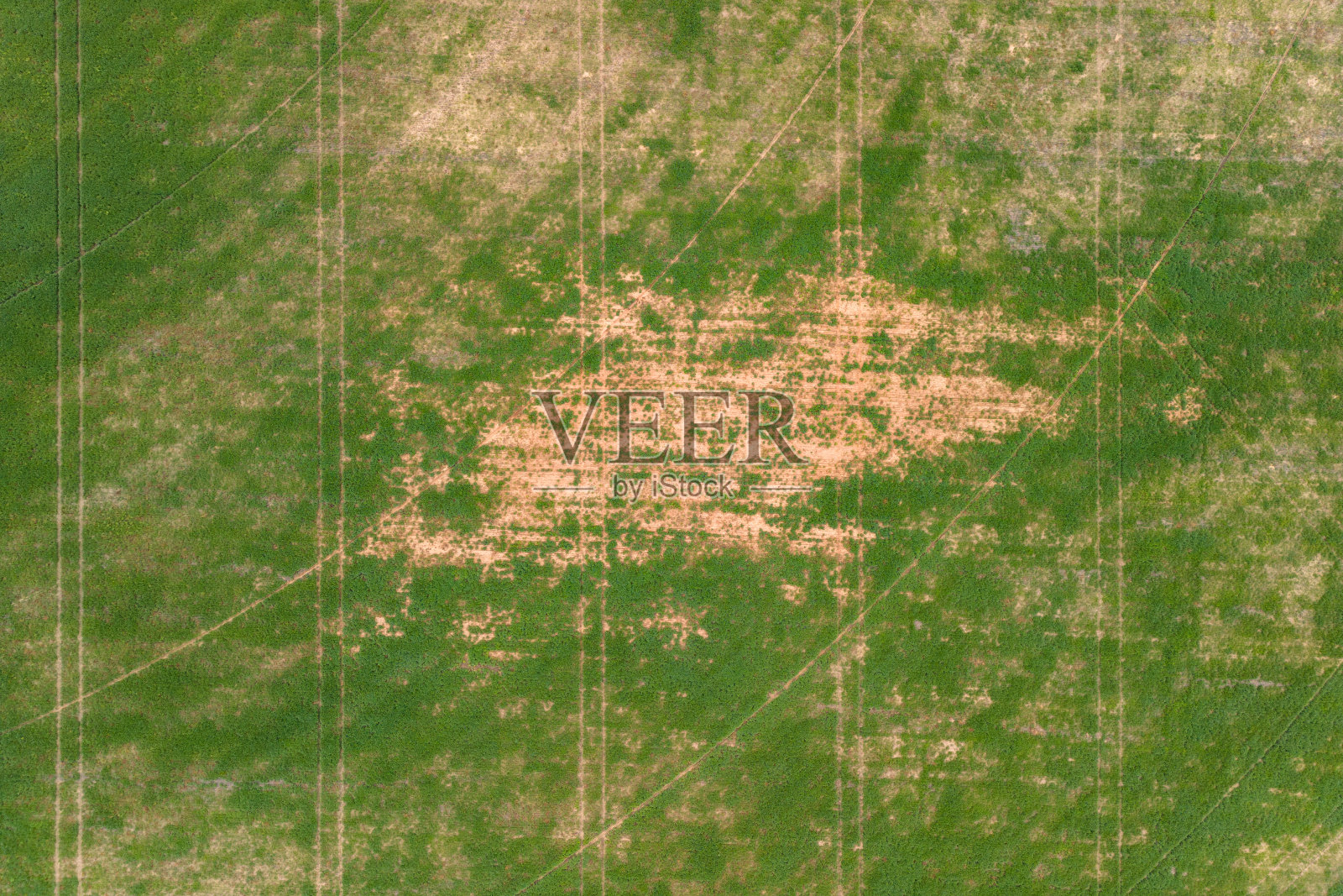 美丽的修剪绿色的草纹理背景。照片摄影图片