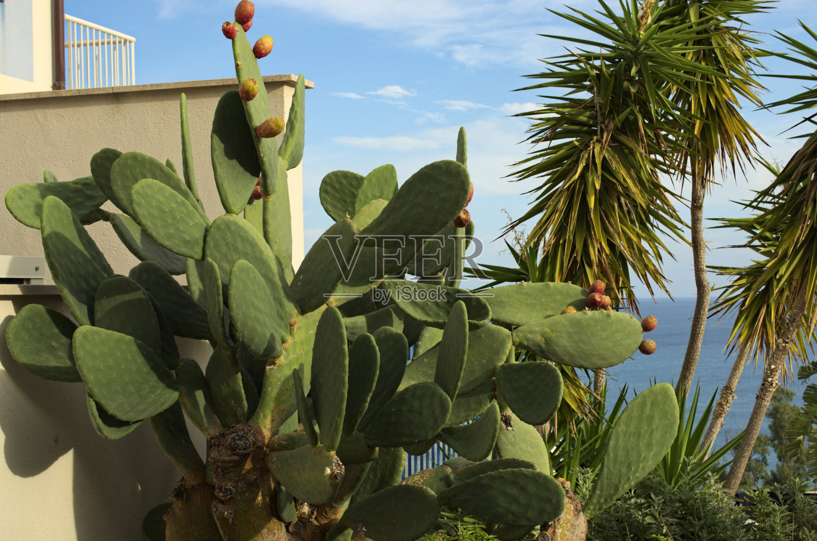 绿色的仙人掌，有许多成熟的带刺的梨。五颜六色的仙人掌果实。西西里岛的象征之一。印度无花果树。自然的概念。图萨，西西里，意大利照片摄影图片