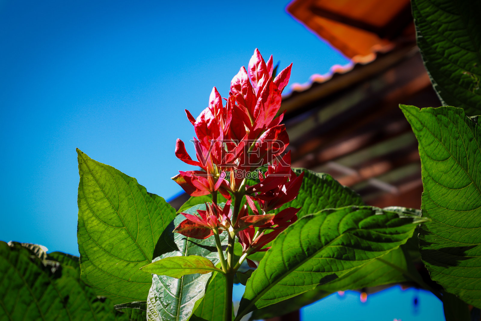 丛林中的巨型火山照片摄影图片