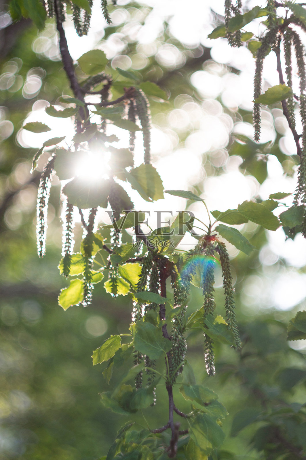 白桦在夏天开花。背景光中的树枝。博克照片摄影图片