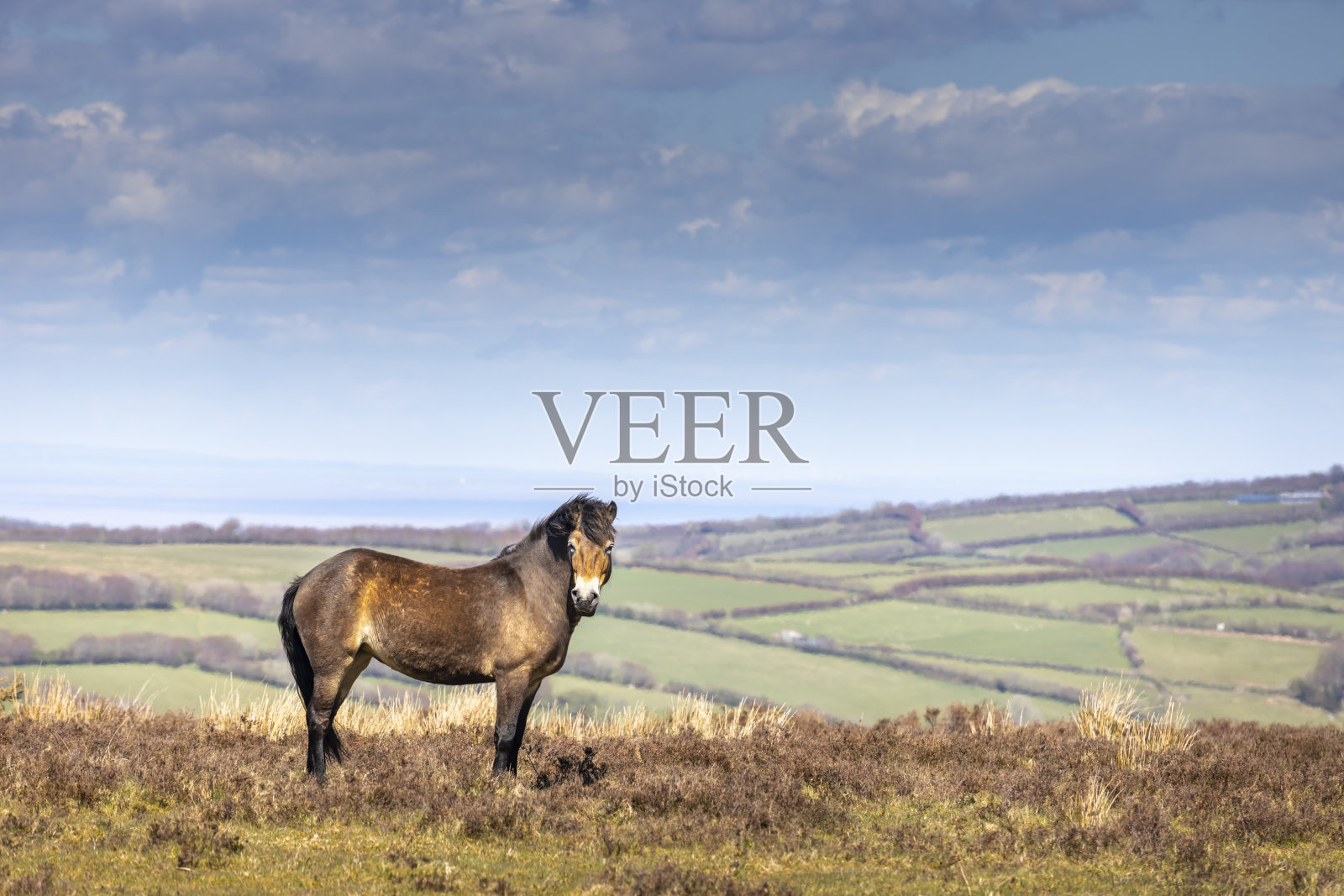 埃克斯穆尔国家公园里的埃克斯穆尔小马照片摄影图片