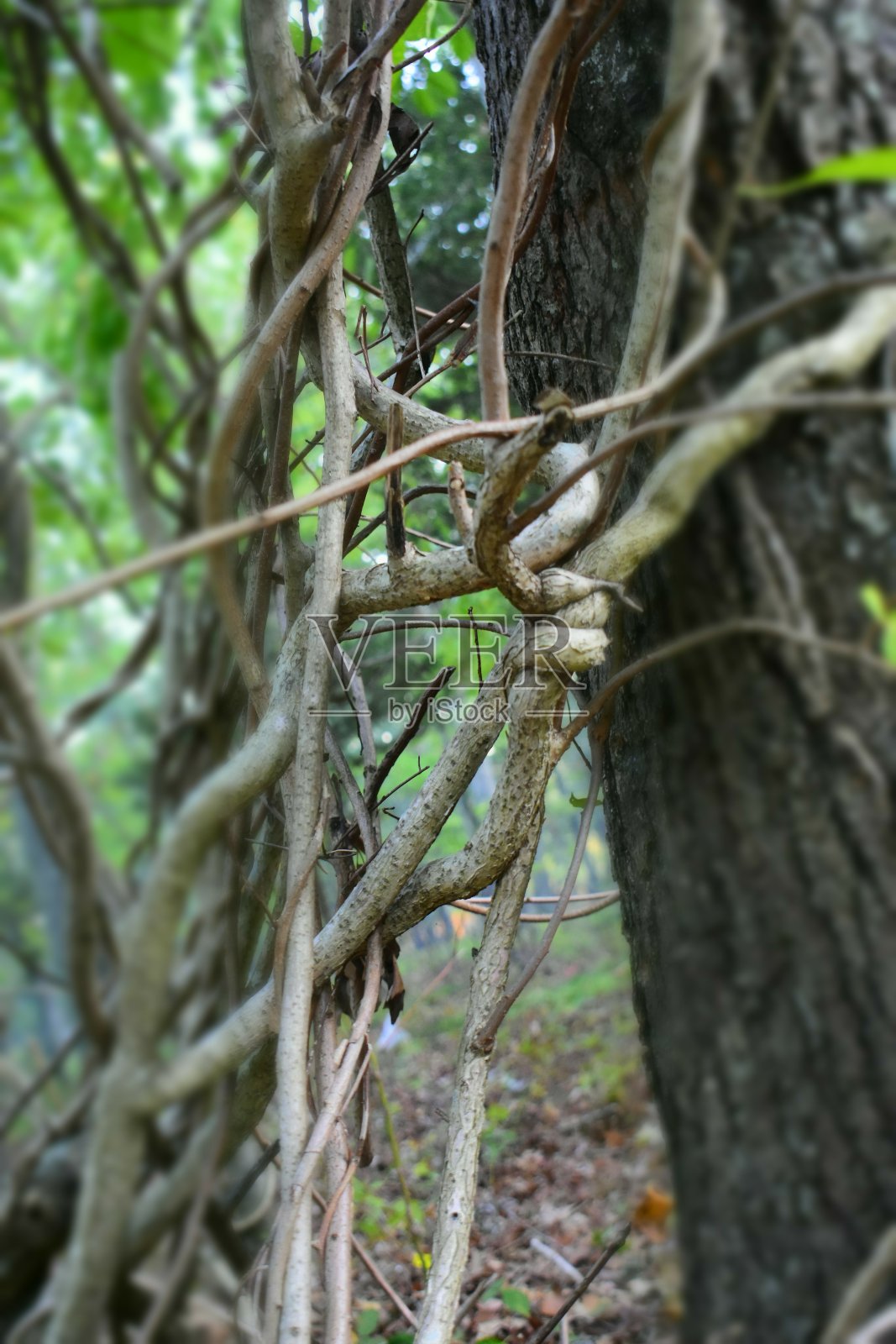 在自然界中发现的奇怪的东西照片摄影图片