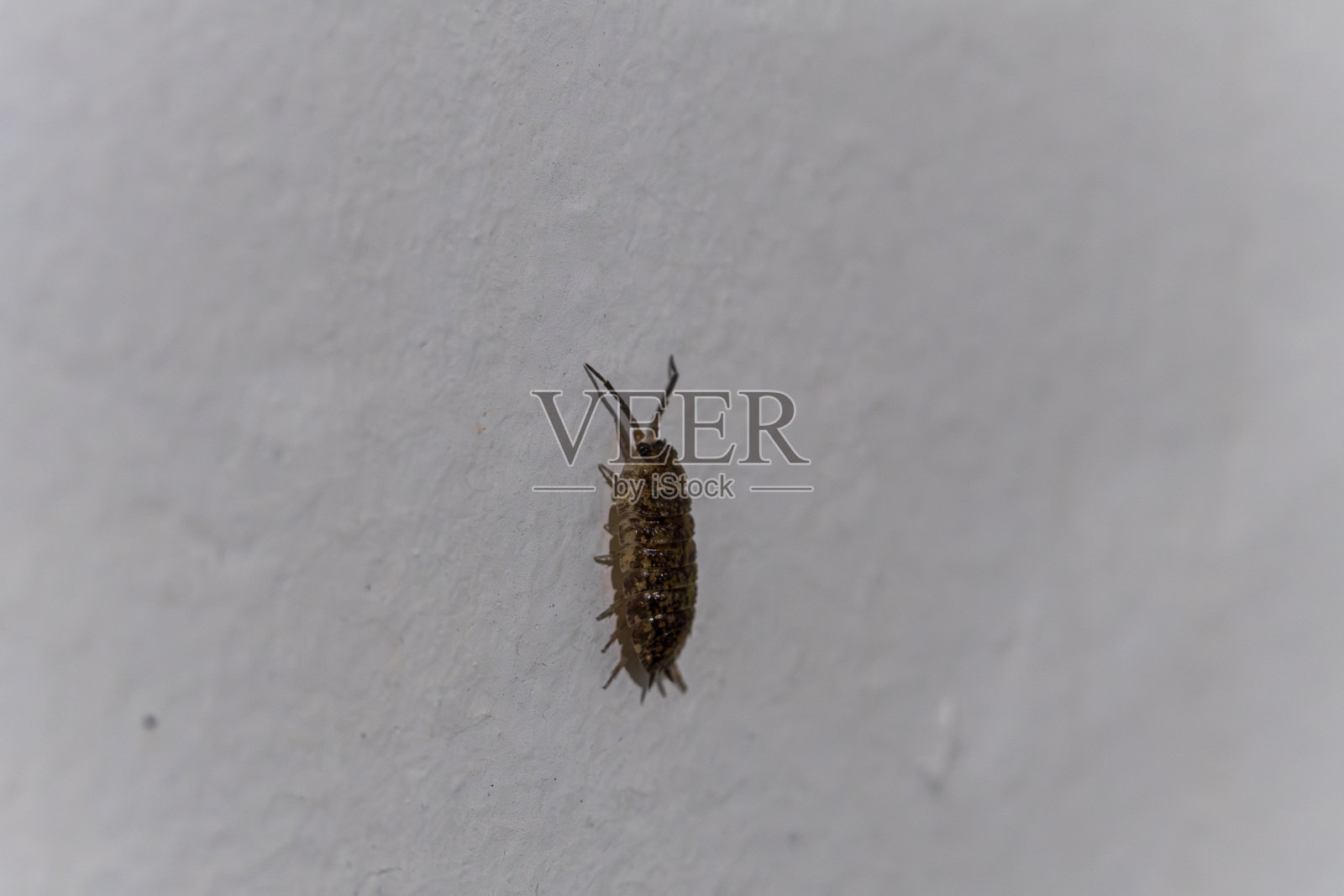 木虱的特写照片摄影图片