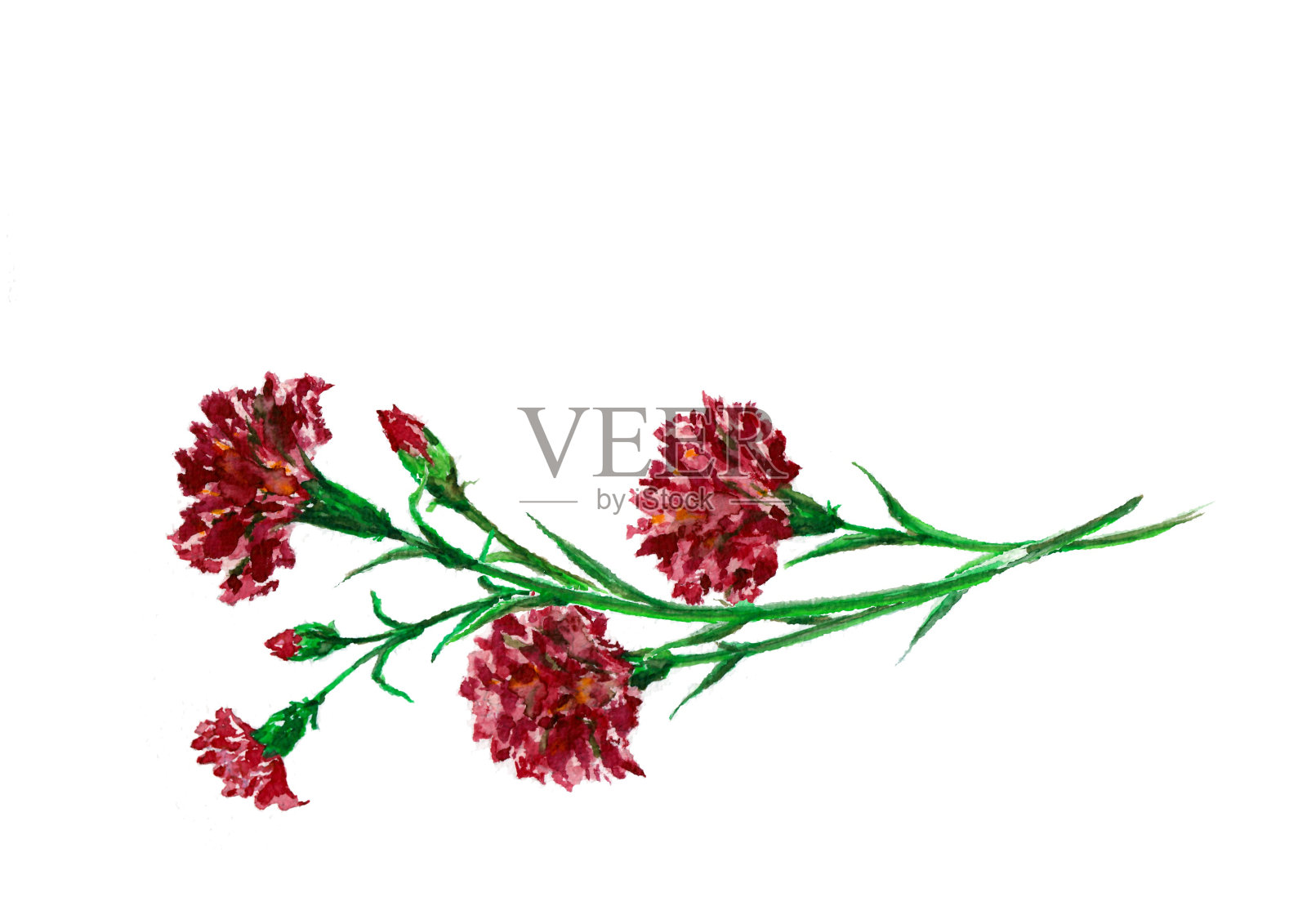 深红色康乃馨水彩画插画图片素材
