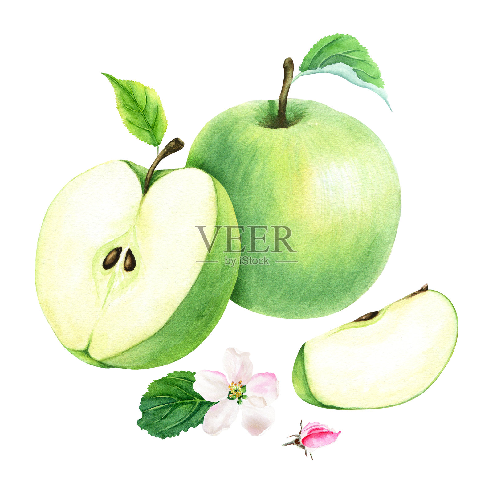 一幅由青苹果果实、花和叶子组成的构图。手绘植物水彩插图孤立的白色背景。用于剪贴画卡片菜单标签插画图片素材
