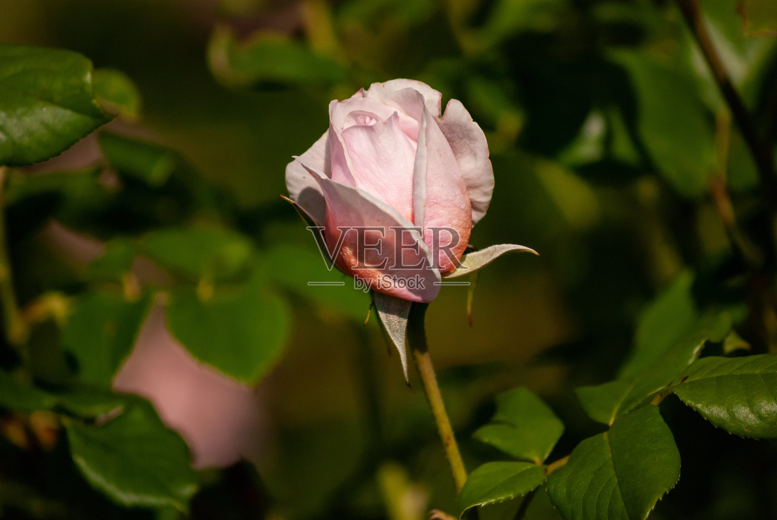 白玫瑰照片摄影图片