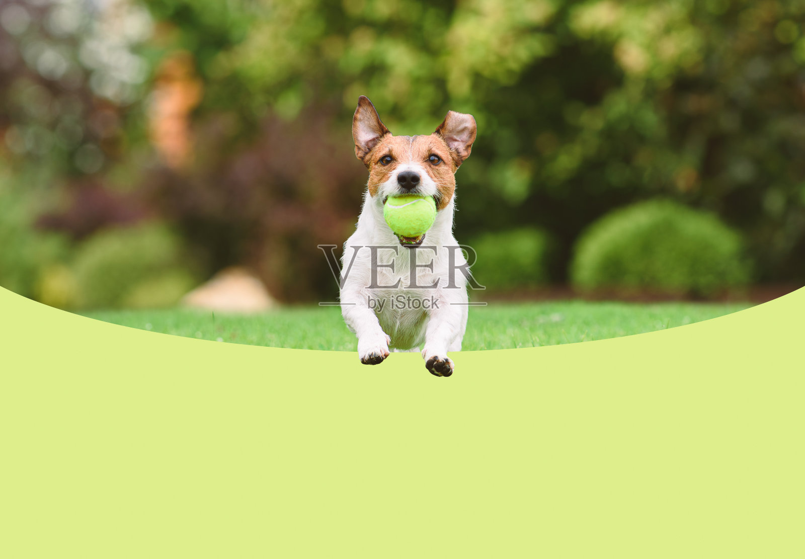 活泼的狗在玩网球，径直向镜头跑去。宠物狗和玩具。纯色背景。照片摄影图片