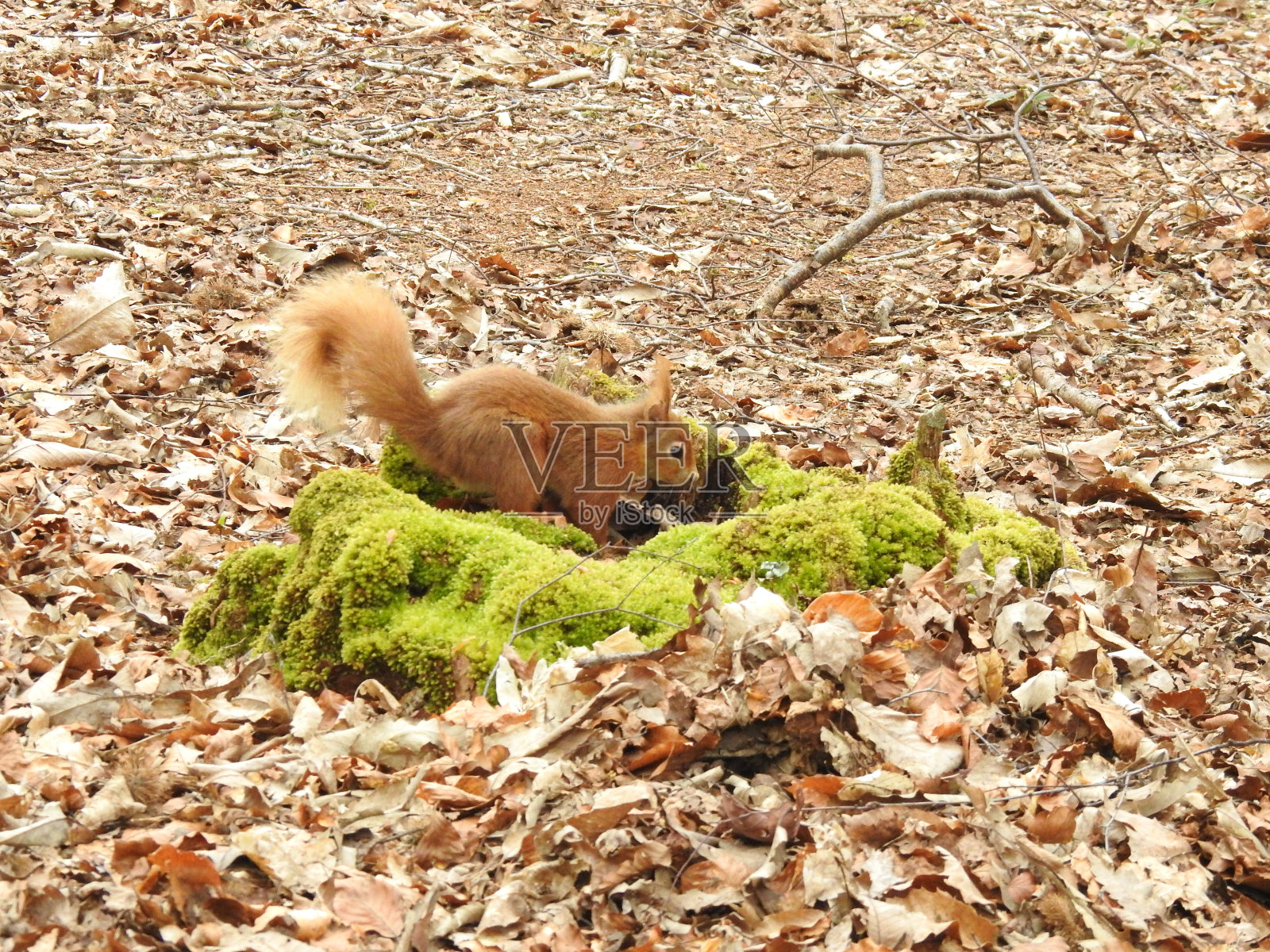 红松鼠蹲在长满青苔的土堆上的侧视图照片摄影图片
