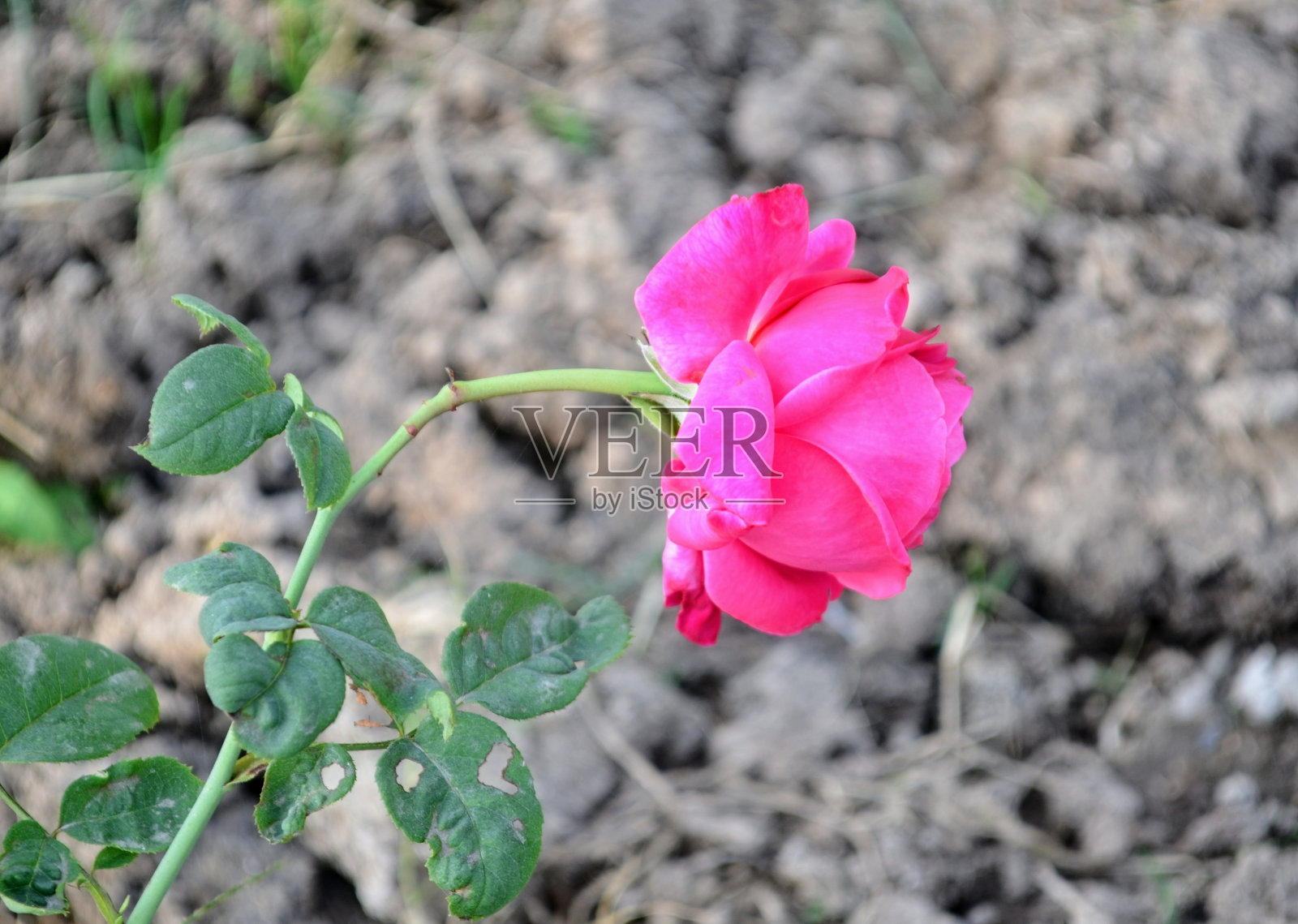 美丽的玫瑰，美丽的颜色在昌迪加尔玫瑰园。玫瑰主要是杂交玫瑰，在私人和个人花园中作为观赏植物种植最受欢迎照片摄影图片