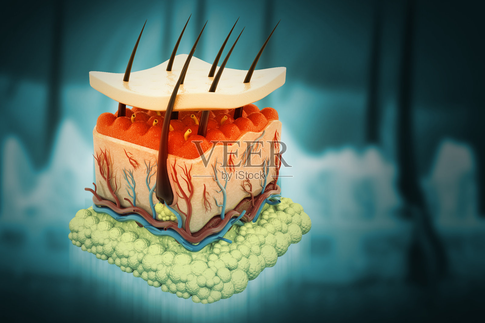 人体皮肤，皮肤结构，身体脂肪。三维演示照片摄影图片