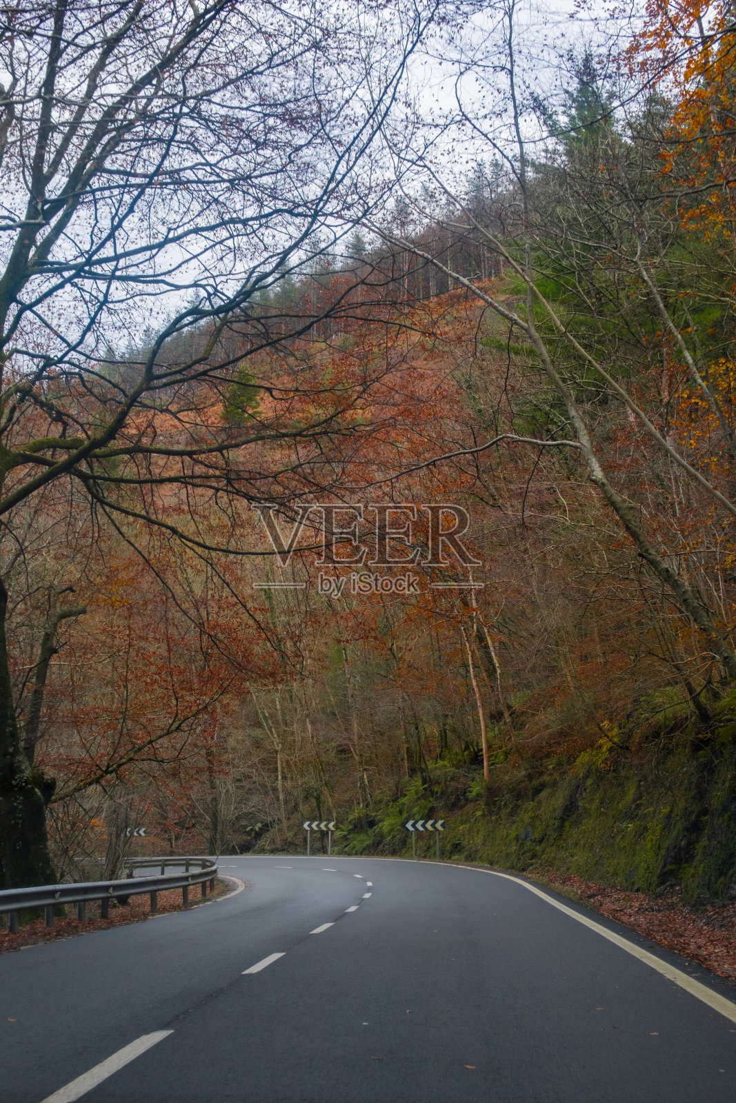 西班牙北部:雾蒙蒙的道路，树叶。照片摄影图片