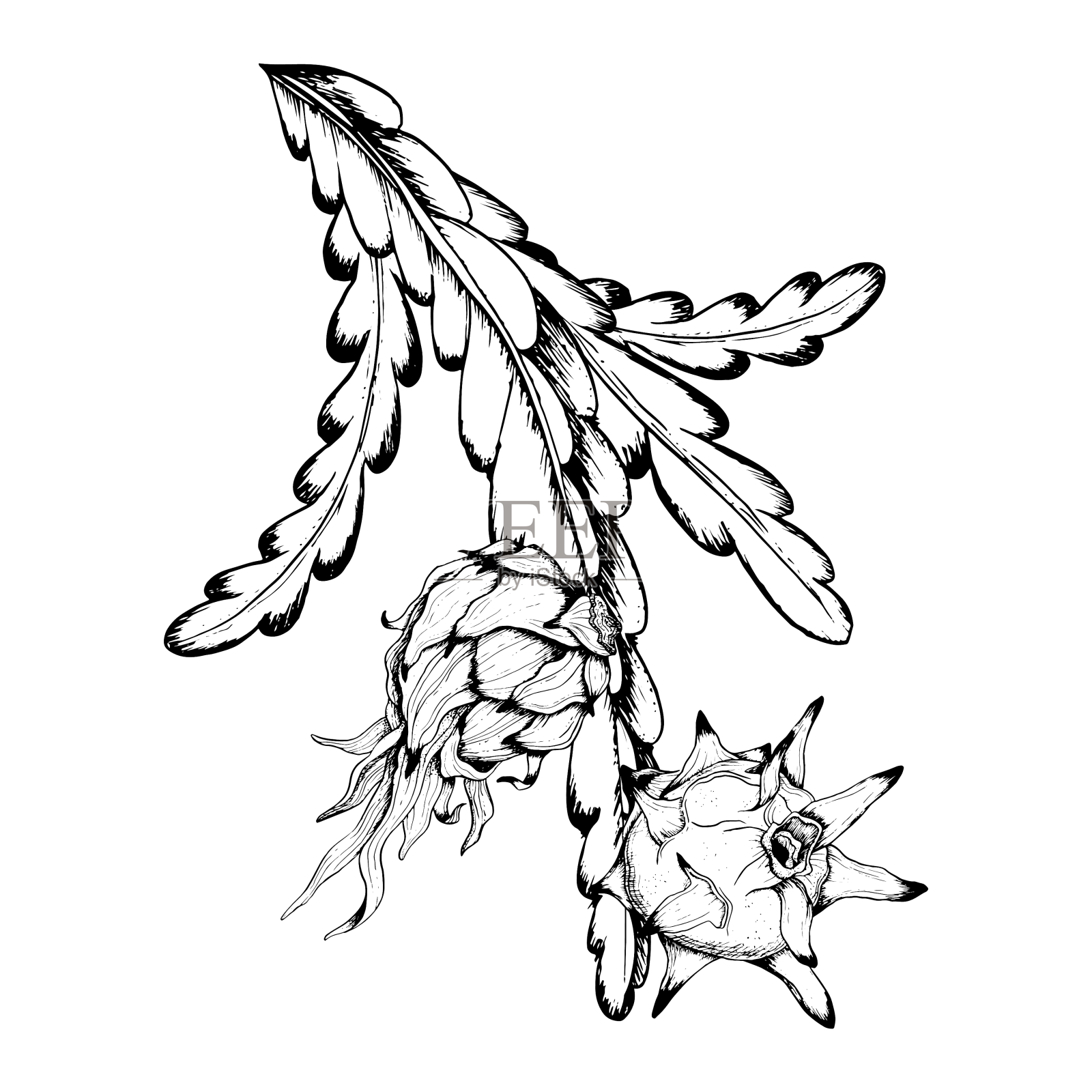 火龙果图形分支黑白相间设计元素图片