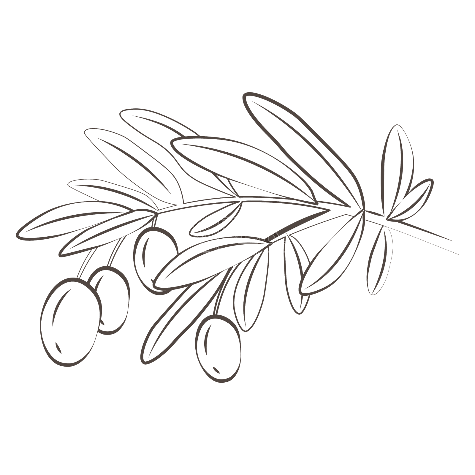 药用植物橄榄果实橄榄手绘设计元素图片