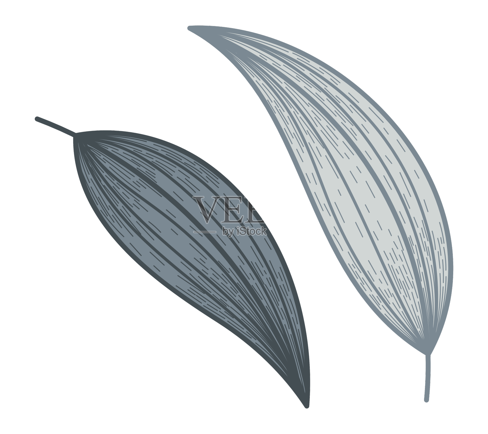 孤立的装饰平面叶素描风格设计元素图片