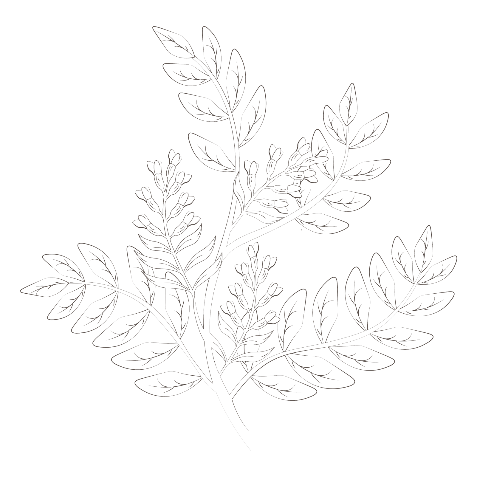 药用植物甘草手绘设计元素图片