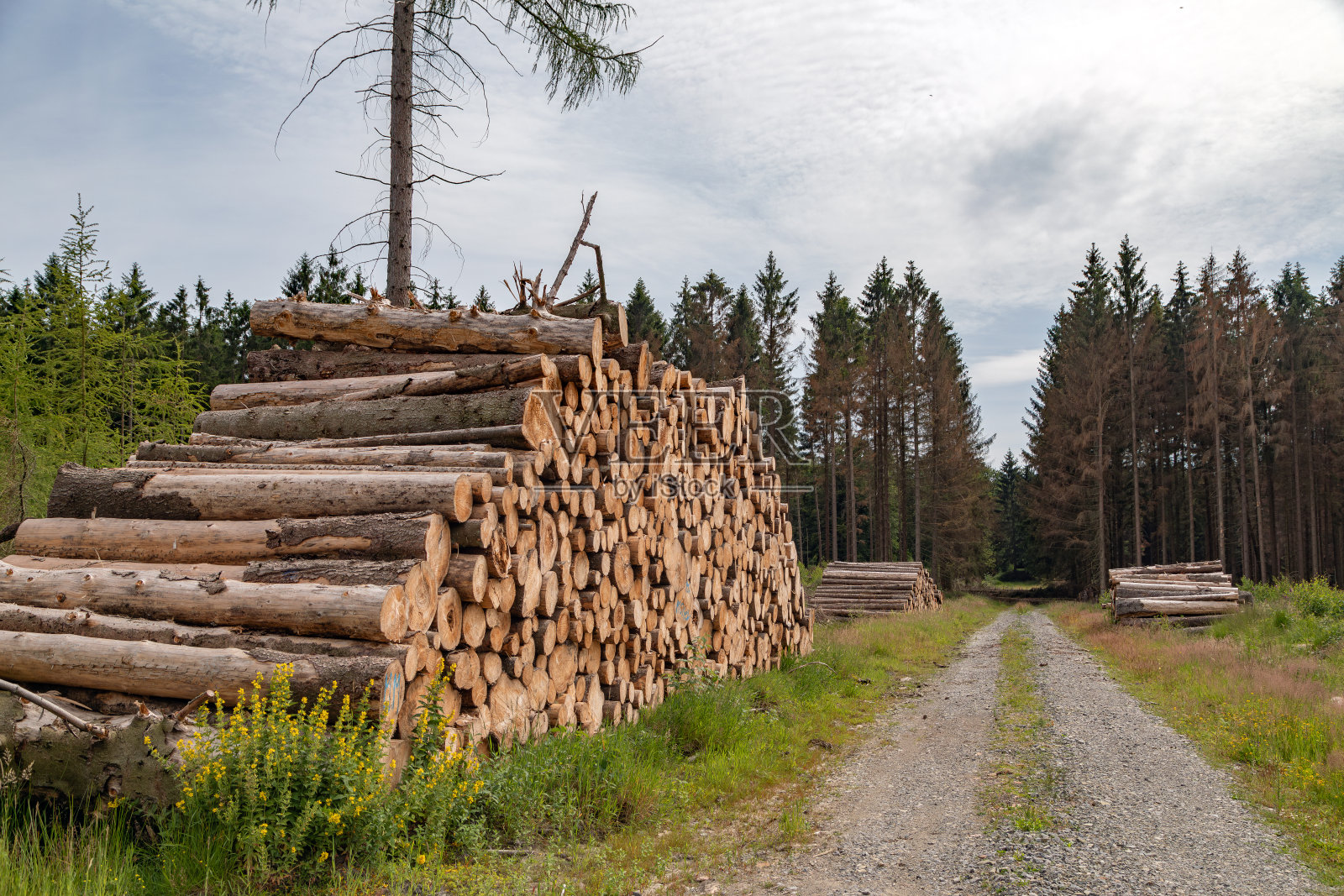 commercial_forest照片摄影图片
