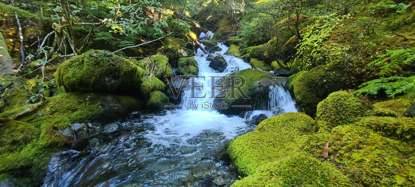 热带雨林水道照片摄影图片