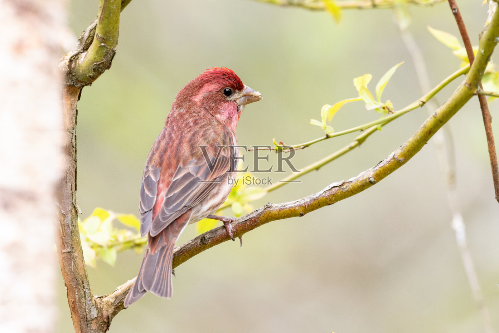 紫雀照片摄影图片