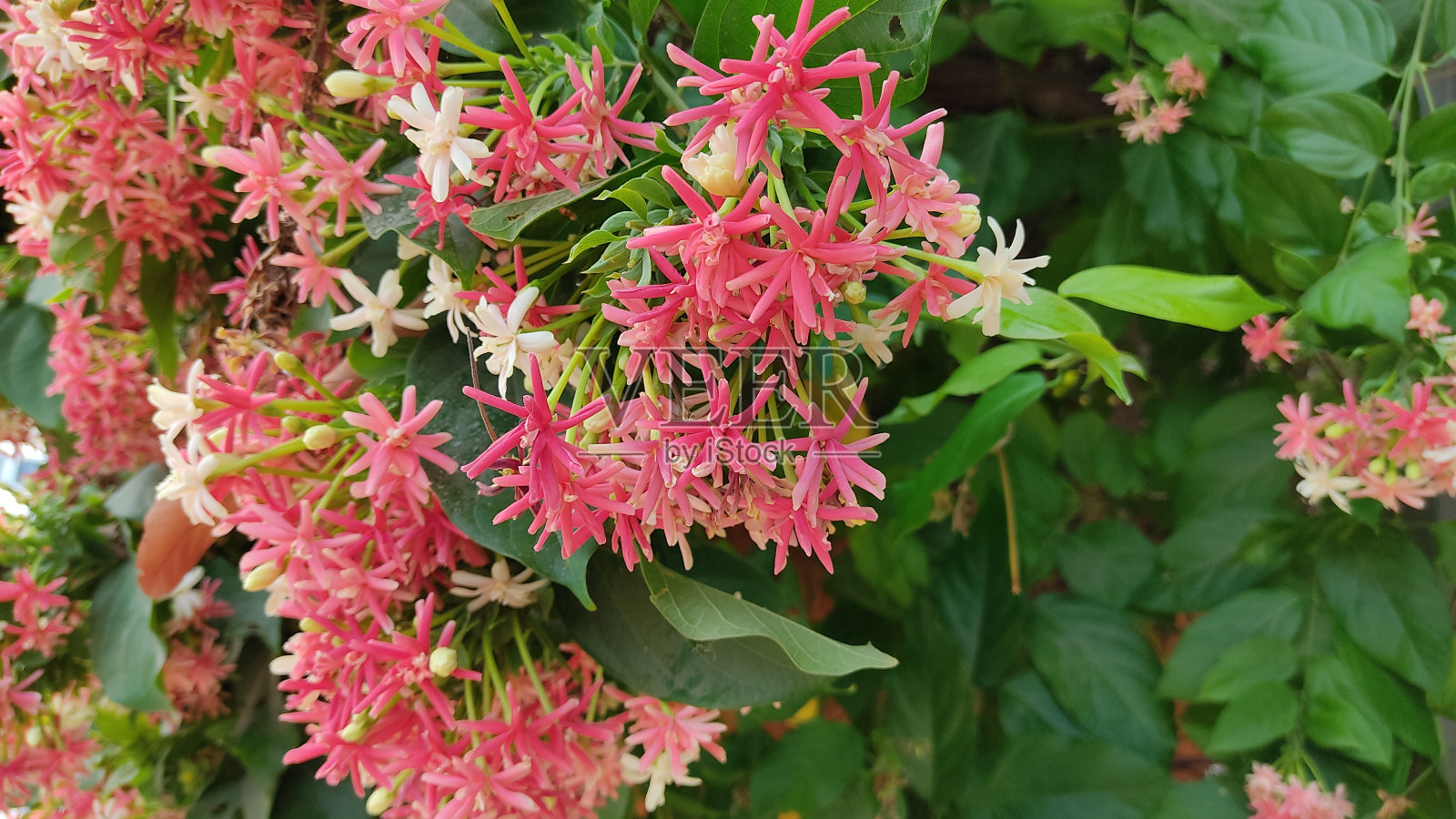 花照片摄影图片