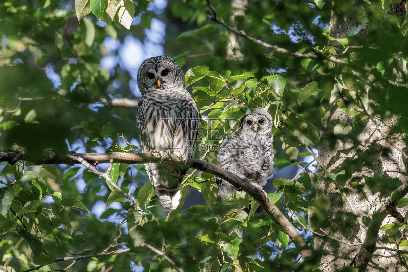 横斑猫头鹰照片摄影图片