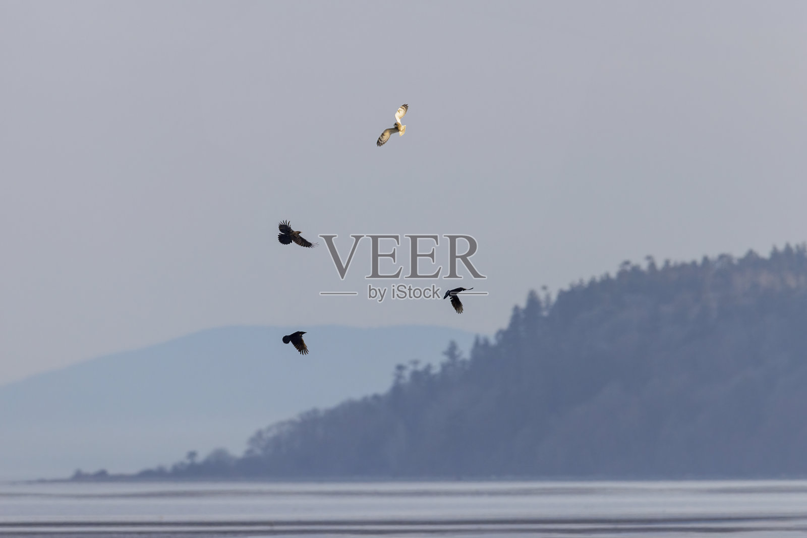 短耳猫头鹰照片摄影图片