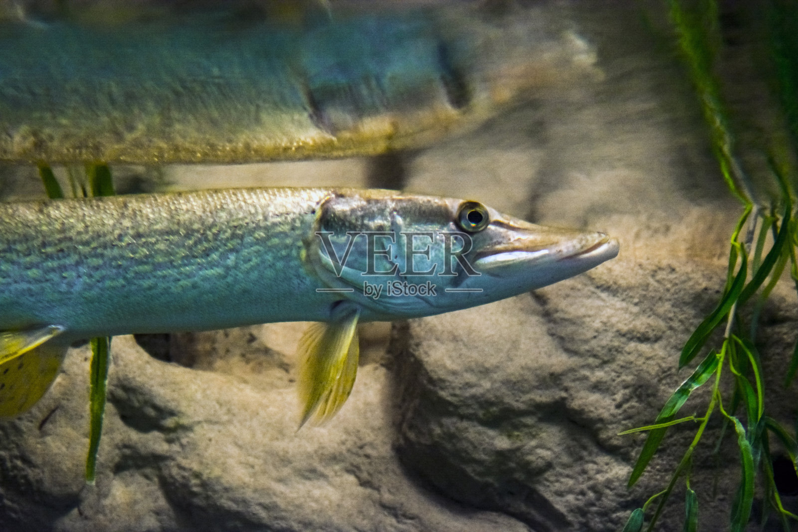 捕食者北方在黑暗的水中照片摄影图片