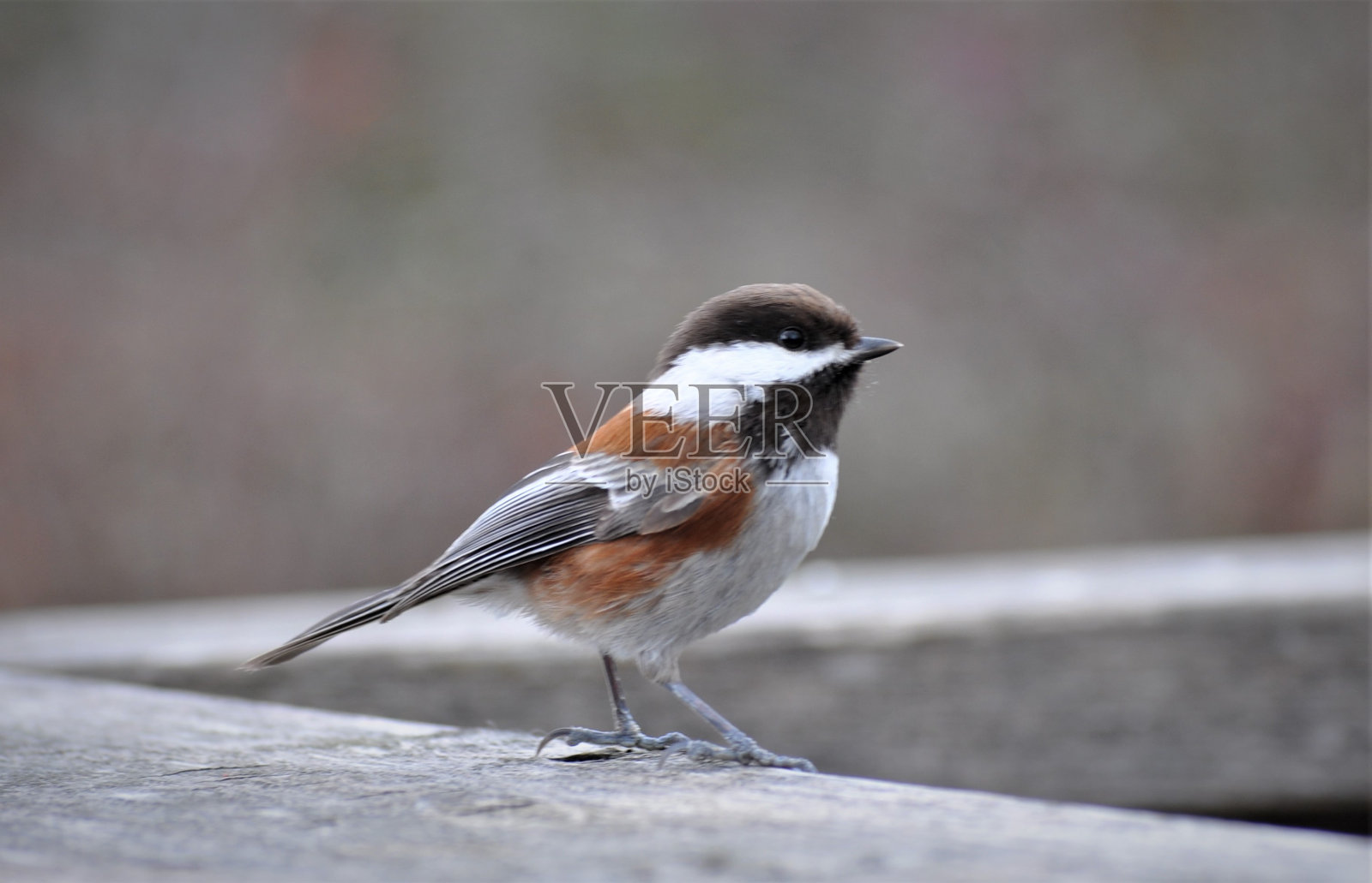栗色背山雀照片摄影图片