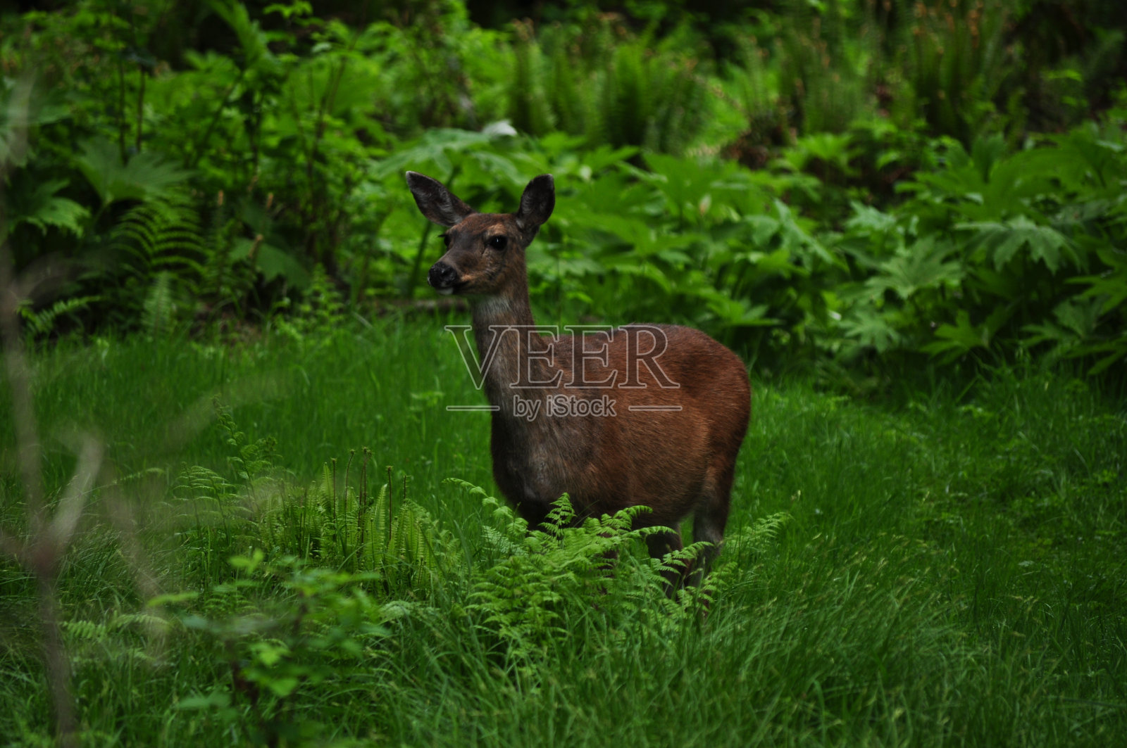 白尾鹿照片摄影图片