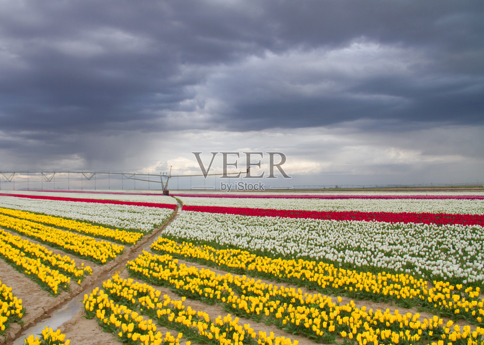 郁金香Field_6照片摄影图片