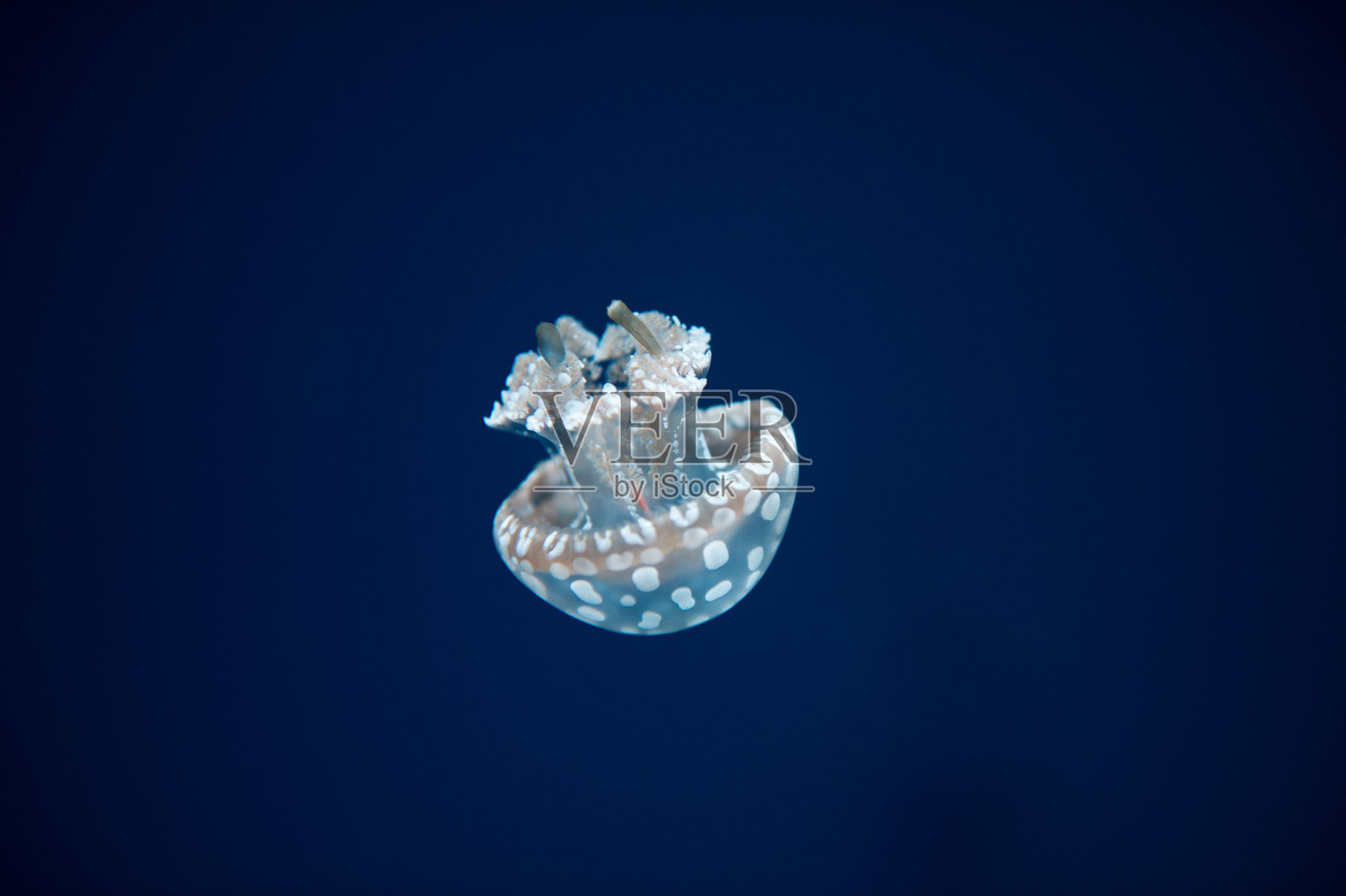 发光的白色水母照片摄影图片