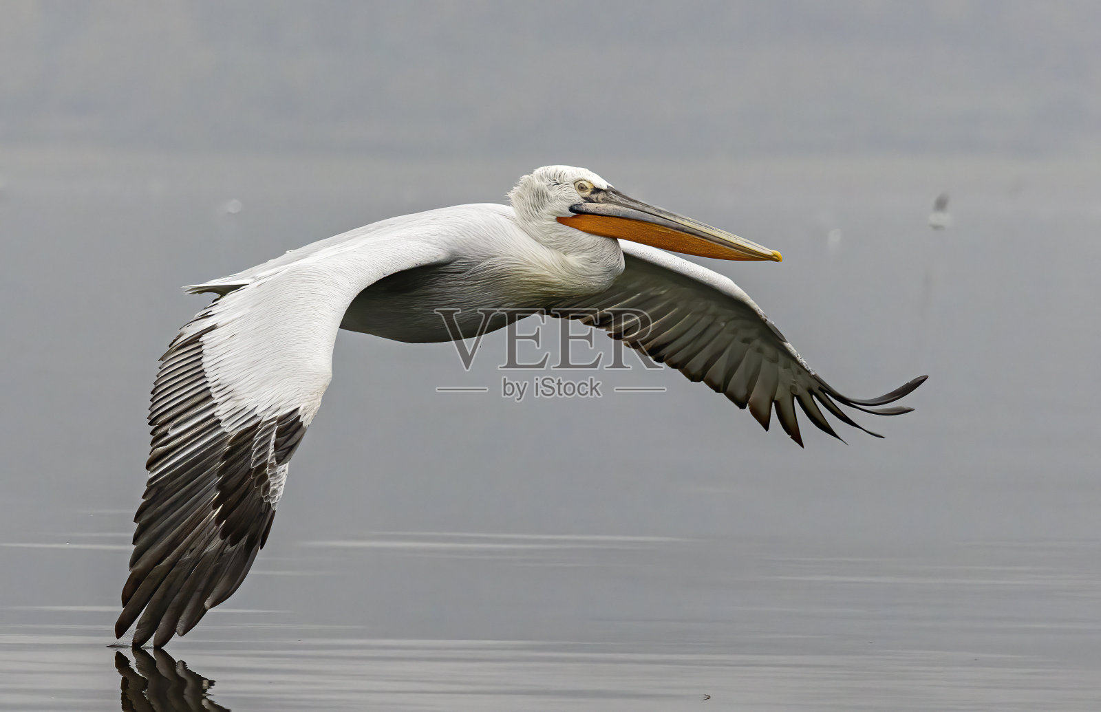 克尔基尼湖的斑点鹈鹕照片摄影图片