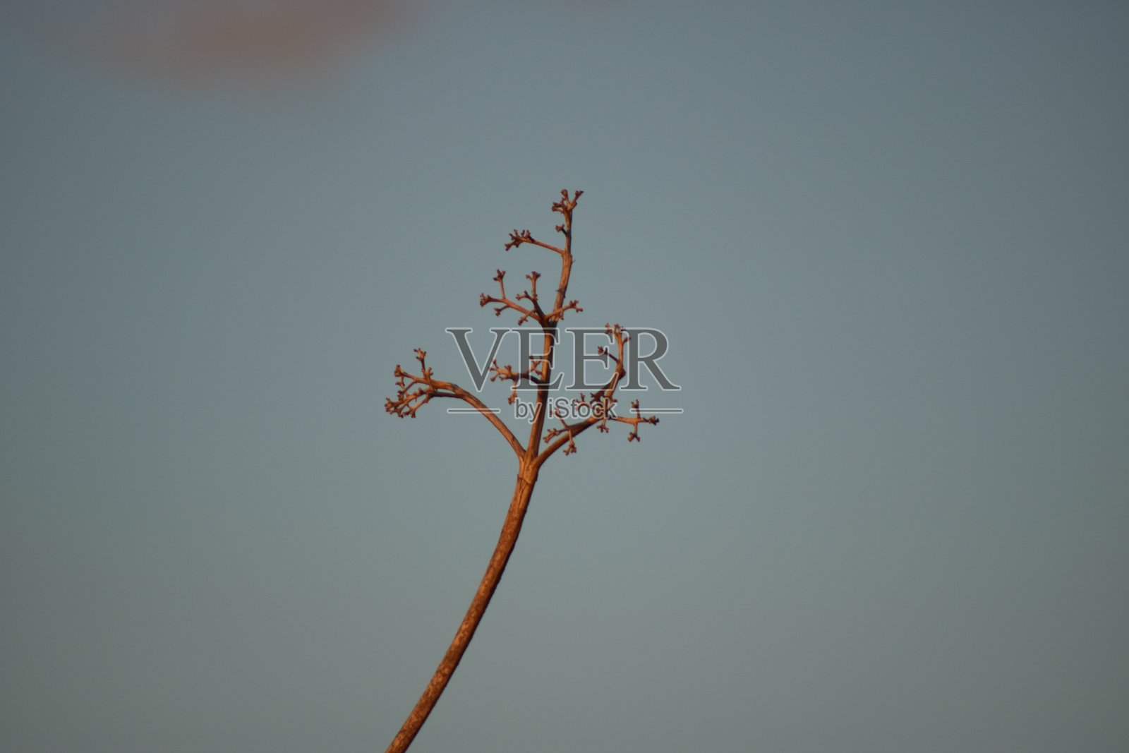 树照片摄影图片