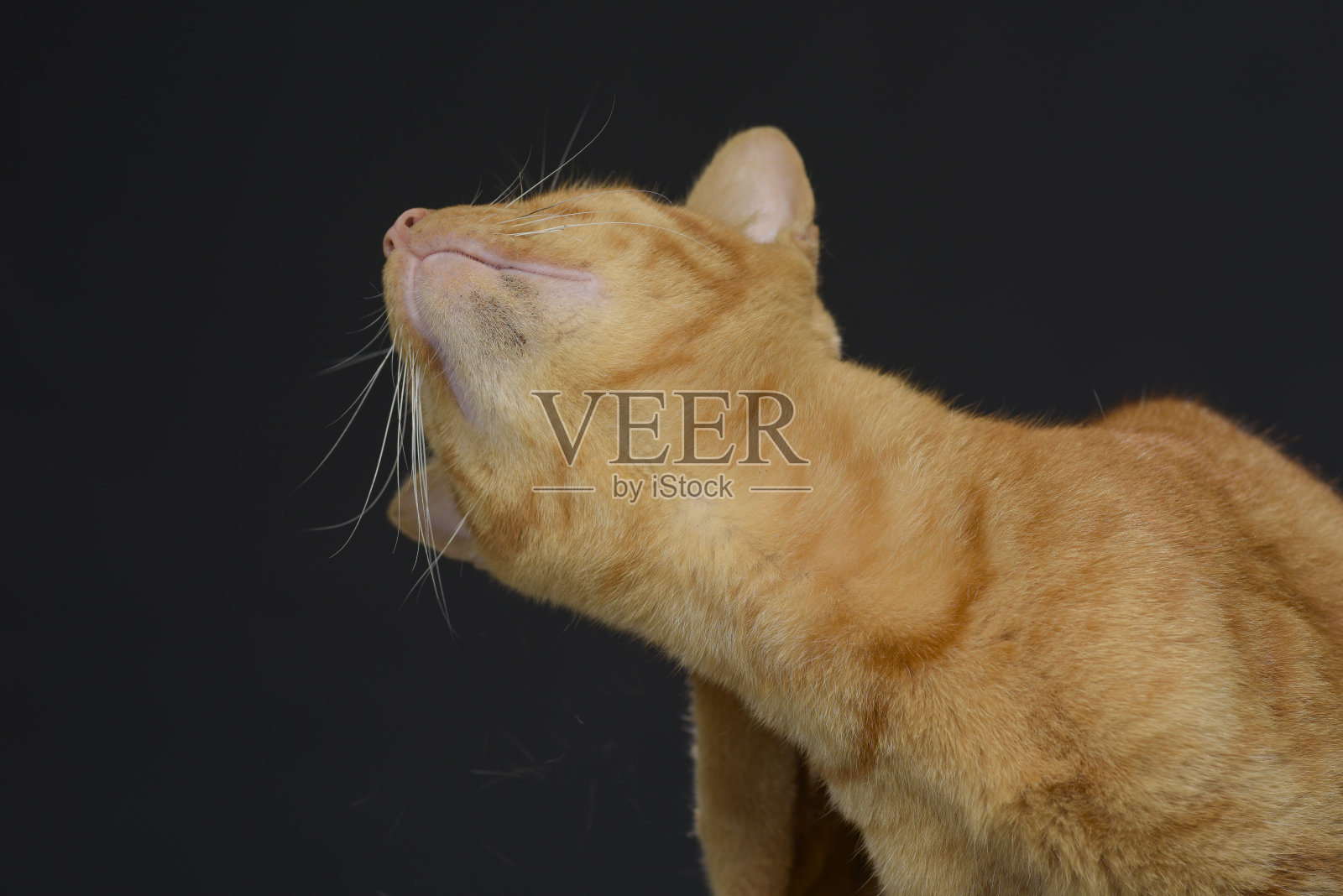 猫被驯化为宠物，但仍然对当地动物和栖息地造成环境灾难照片摄影图片