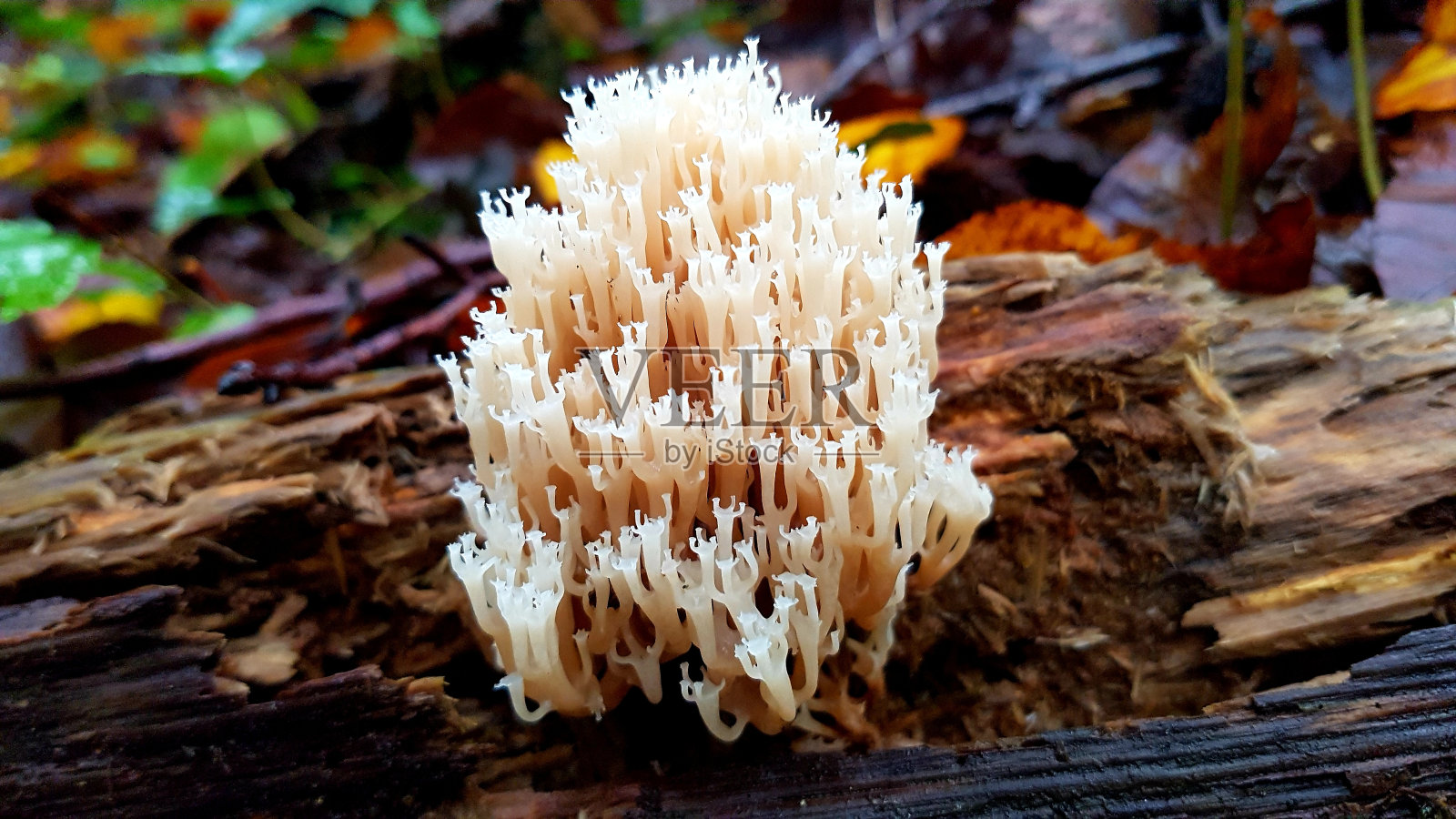 美丽的特写，一个森林蘑菇生长在树干上。这是一种独特的真菌形状。照片摄影图片