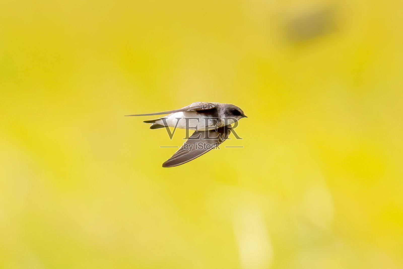 河岸燕子飞过稻田。照片摄影图片