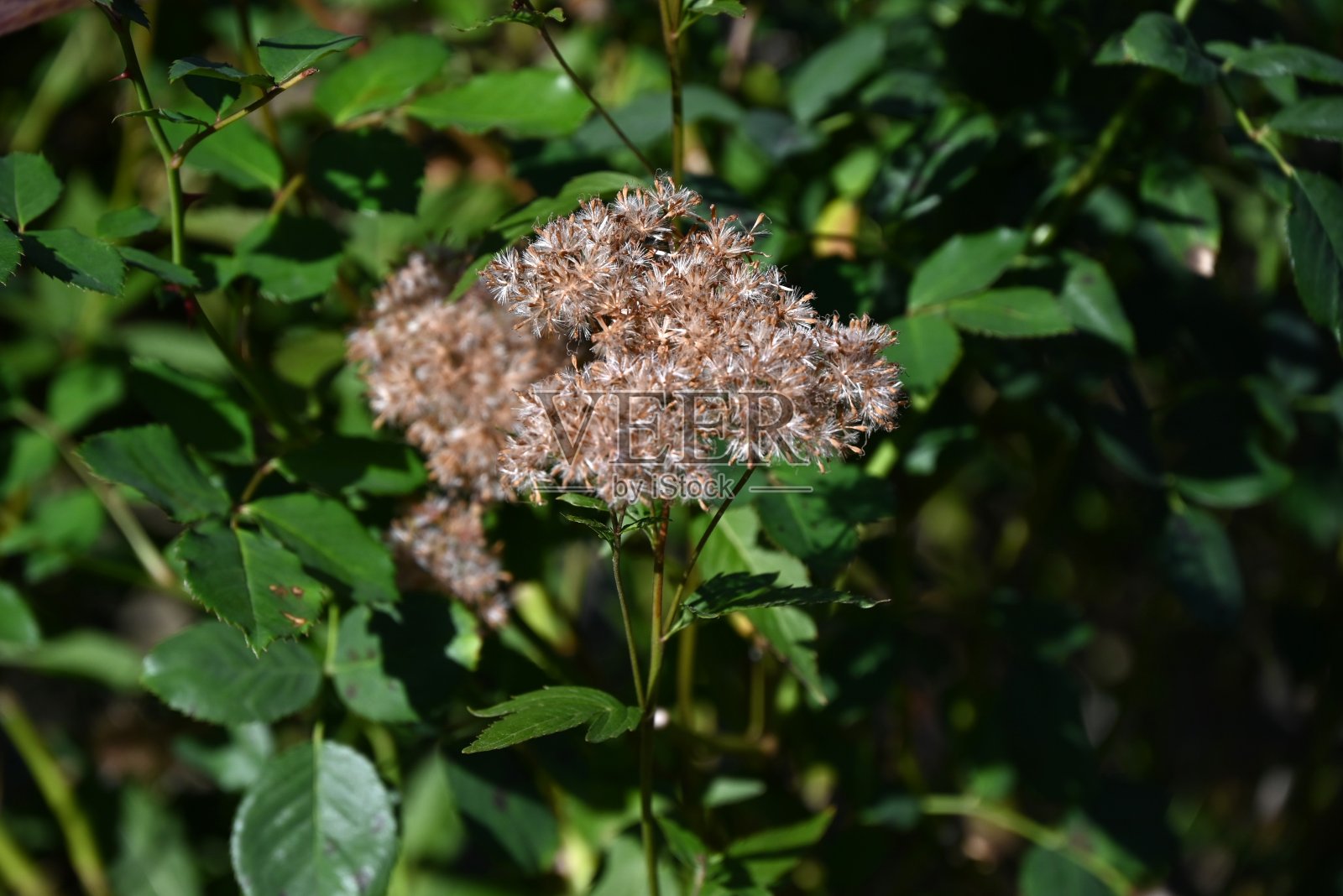 花后草(泽兰)。菊科多年生植物。12照片摄影图片