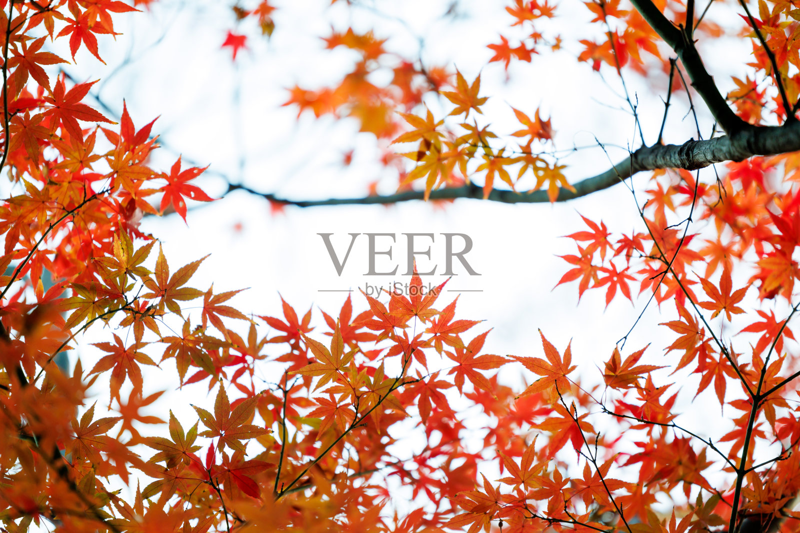 秋天的落叶照片摄影图片