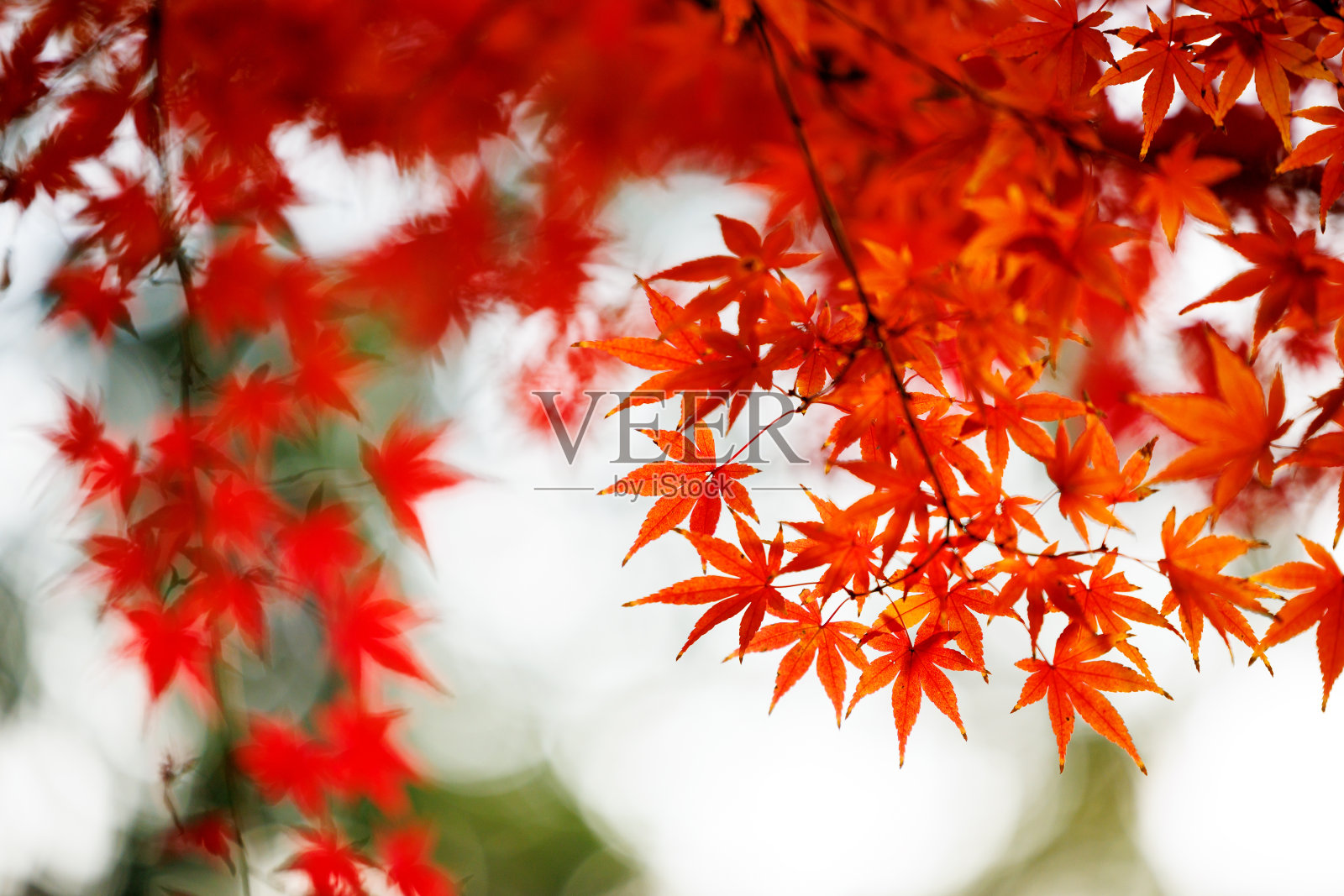 秋天的落叶照片摄影图片