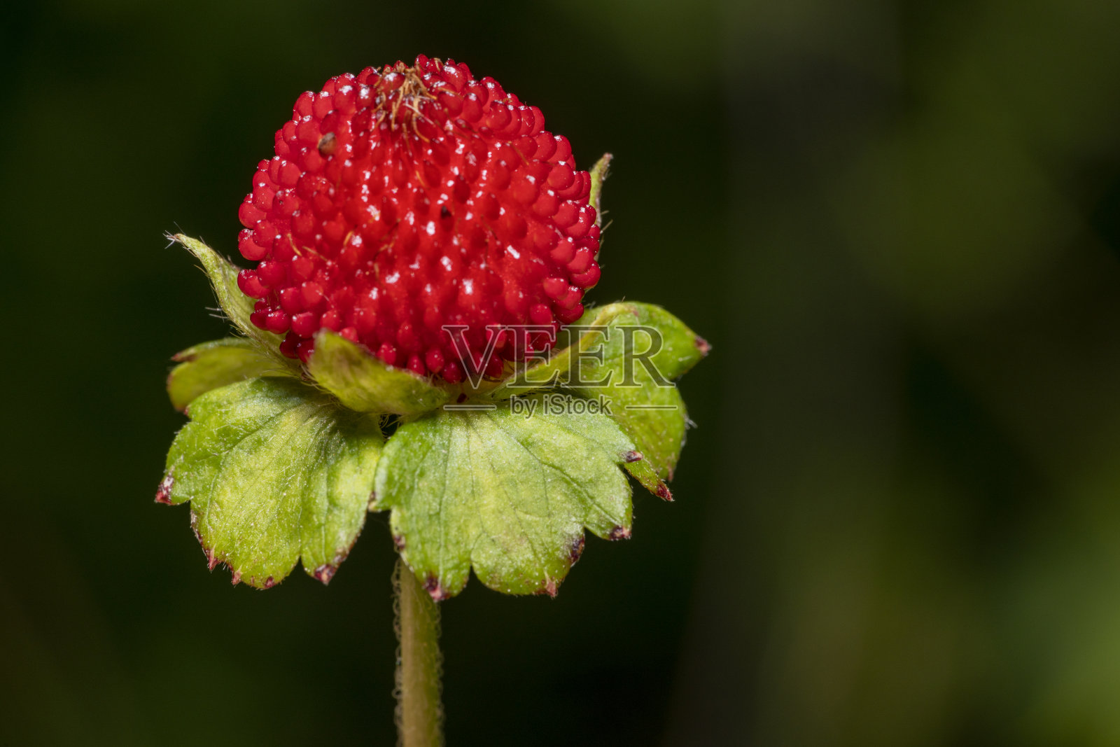 假草莓果照片摄影图片