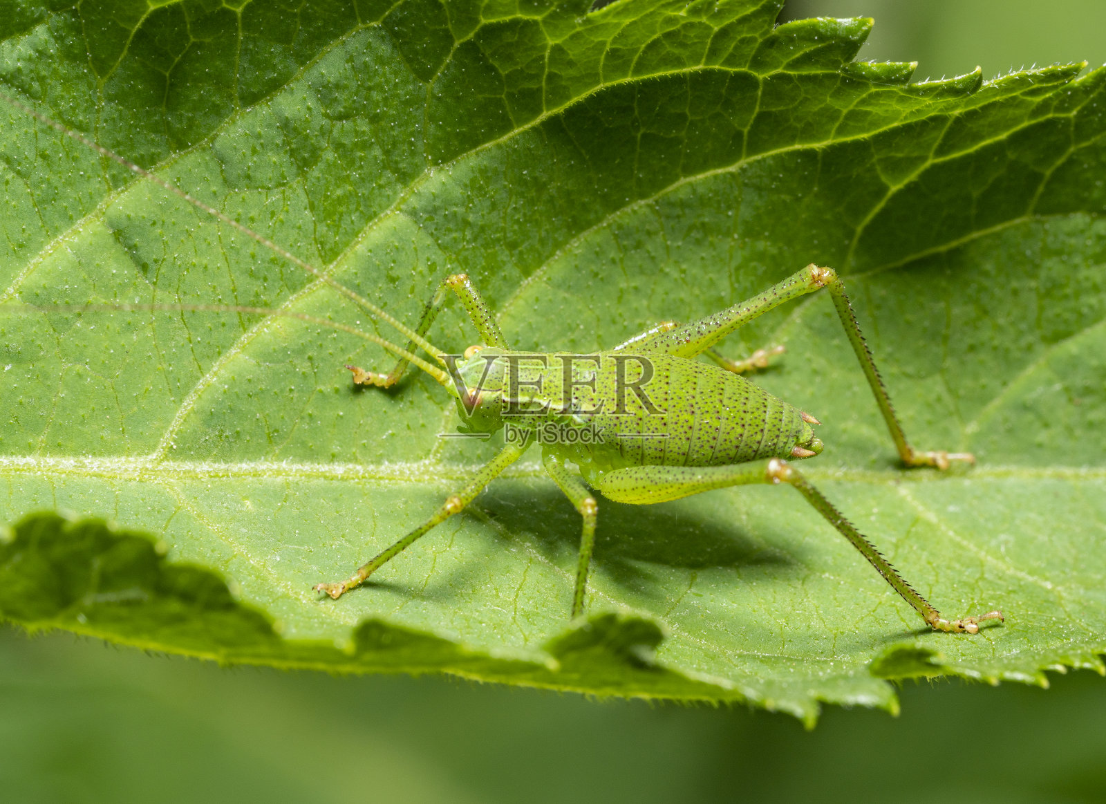 有斑点的蟋蟀照片摄影图片